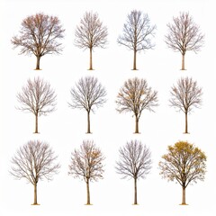 Bare winter trees, various shades