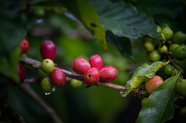 Obraz premium Raw coffee beans growing on trees in farms and gardens, glistening with morning dew during the harvest season.