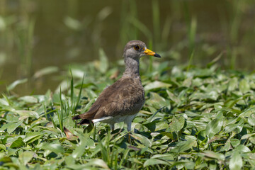 水草の上に立つケリ