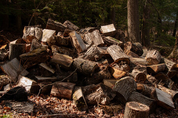 A horizontal shot of a large, disorganized stack of old, weathered logs and tree stumps sitting on the forest floor with fallen leaves and debris.