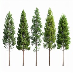 Five coniferous trees against white background