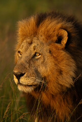 Portrait of a male lion at Masai Mara, Kenya