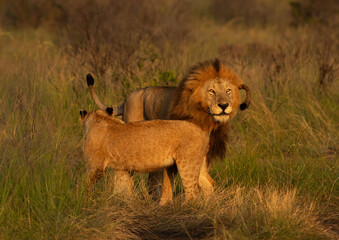 Lion and lioness of black rock pride at Masai Mara, Kenya