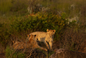 Lions of black rock pride relaxing on rock, Masai Mara, Kenya