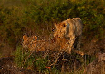 Lions of black rock pride at Masai Mara, Kenya