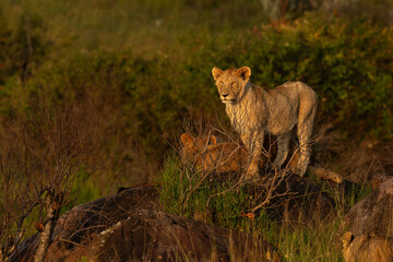Subadult lions black rock pride on the rock, Masai Mara, Kenya