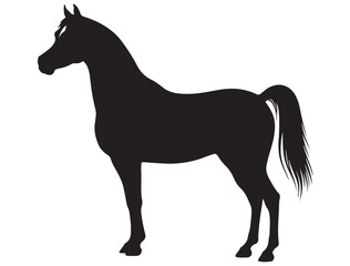 ARABIAN HORSE SILHOUETTE 