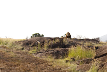 The king of black rock pride resting on rock, Masai Mara, Kenya