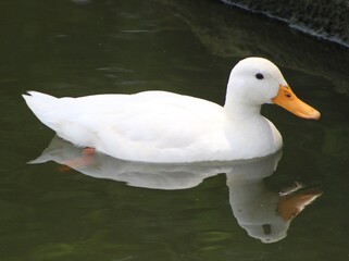 American White Pekin Duck Swimming