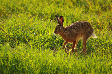 Hare running across a green field