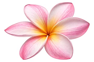 Fototapeta premium Delicate pink and yellow frangipani flower isolated on white background