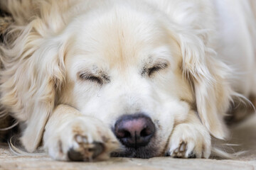 sleepy golden retriever, close up on the dog's face with the eyes closed