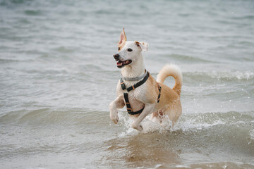 Beautiful and cute female dog running and splashing in the beach on a cloudy day