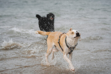 Adult female dog playing and shaking off water at the beach on a cloudy day