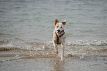 Beautiful and cute female dog running and splashing in the beach on a cloudy day
