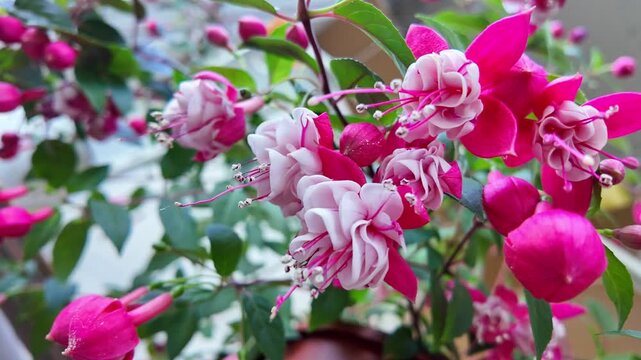 closeup of fuchsia flower blossoms in vivid shades of red and white, artistically arranged on hanging twig, embodying floral grace and beauty, Balerina