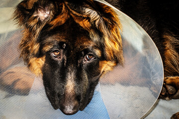 portrait of a german shepherd