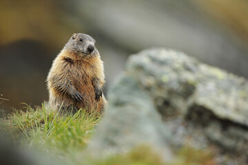 Marmot in its Alpine habitat