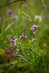 Purple thyme flowers bloom in a lush green meadow during the warm afternoon sunlight of late spring. Hiking in Carpathian Mountains. Ukraine