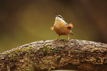 Nuthatch Sitta Europea