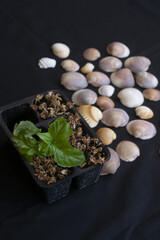 environmental contrast: green basil and dead plants with shells