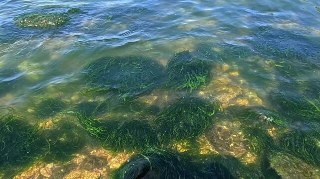Green algae Enteromorpha (Ulva) intestinalis grow on rocks near the shore in Khadzhibey estuary