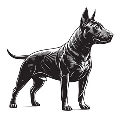 black bullterrier Silhouette Vector, High Quality Illustration on White Background