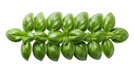 A cluster of fresh, vibrant green basil leaves with crisp edges and subtle veins, meticulously arranged on a seamless transparent background with soft diffused studio lighting and natural shadows,
