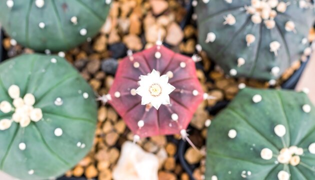 Close-up of vibrant succulents