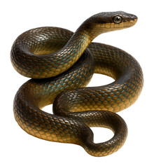 Obraz premium Snake.