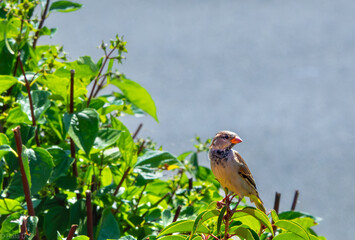 Nahaufnahme eines Haussperlings (Passer domesticus), der auf einem Zweig zwischen lebendig grünen Blättern sitzt.