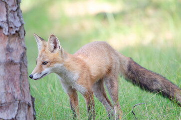 red fox in the wild