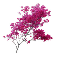 Fototapeta premium Minimal ink drawing of bougainvillea tree with bright magenta blossoms on transparent background