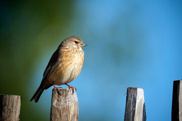 Bluthänfling ( Linaria cannabina ).