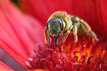 Gelbbindige Furchenbiene ( Halictus scabiosae ).