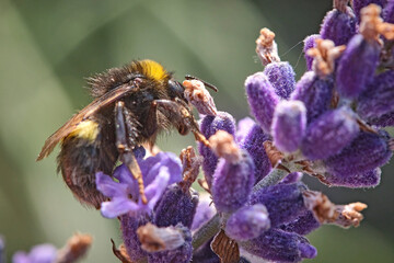 Dunkle Erdhummel ( Bombus terrestris ).