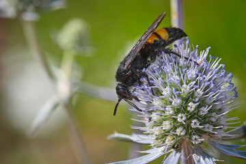 Borstige Dolchwespe ( Scolia hirta ).