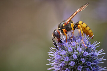 Bienenwolf ( Philanthus triangulum ).