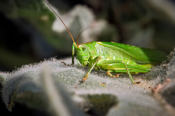 Grünes Heupferd ( Tettigonia viridissima ).