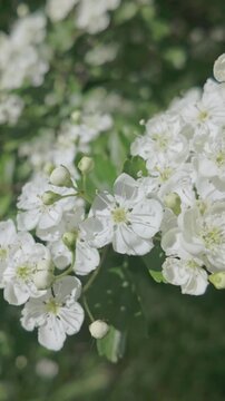 Vertical footage, Close-up of branches covered with white flowers on a blooming Hawthorn, Crataegus sway in the wind on a sunny spring day