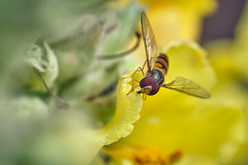 Hainschwebfliege ( Episyrphus balteatus ).