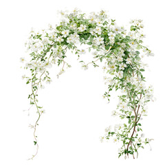 Obraz premium Minimalist watercolor garden arch with delicate white blossoms transparent background