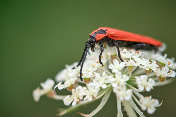 Rüssel-Rotdeckenkäfer ( Lygistopterus sanguineus ).