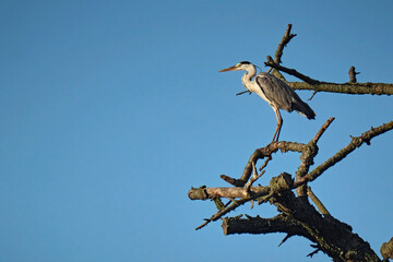 Graureiher ( Ardea cinerea ).