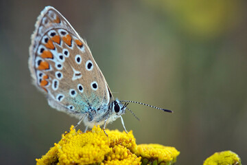 Hauhechel - Bläuling ( Polyommatus icarus ).