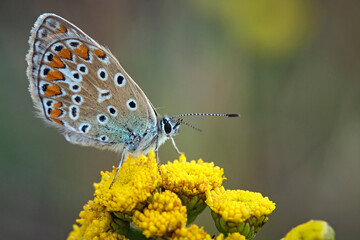 Hauhechel - Bläuling ( Polyommatus icarus ).