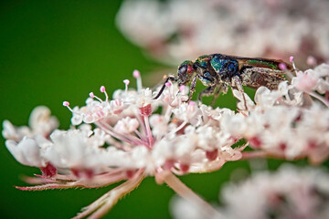 Bienenwolf-Goldwespe ( Hedychrum rutilans ).