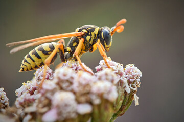 Haus-Feldwespe ( Polistes dominula ).