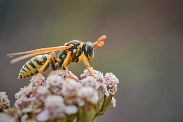 Haus-Feldwespe ( Polistes dominula ).