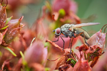 Brachfliege ( Delia coarctata ).